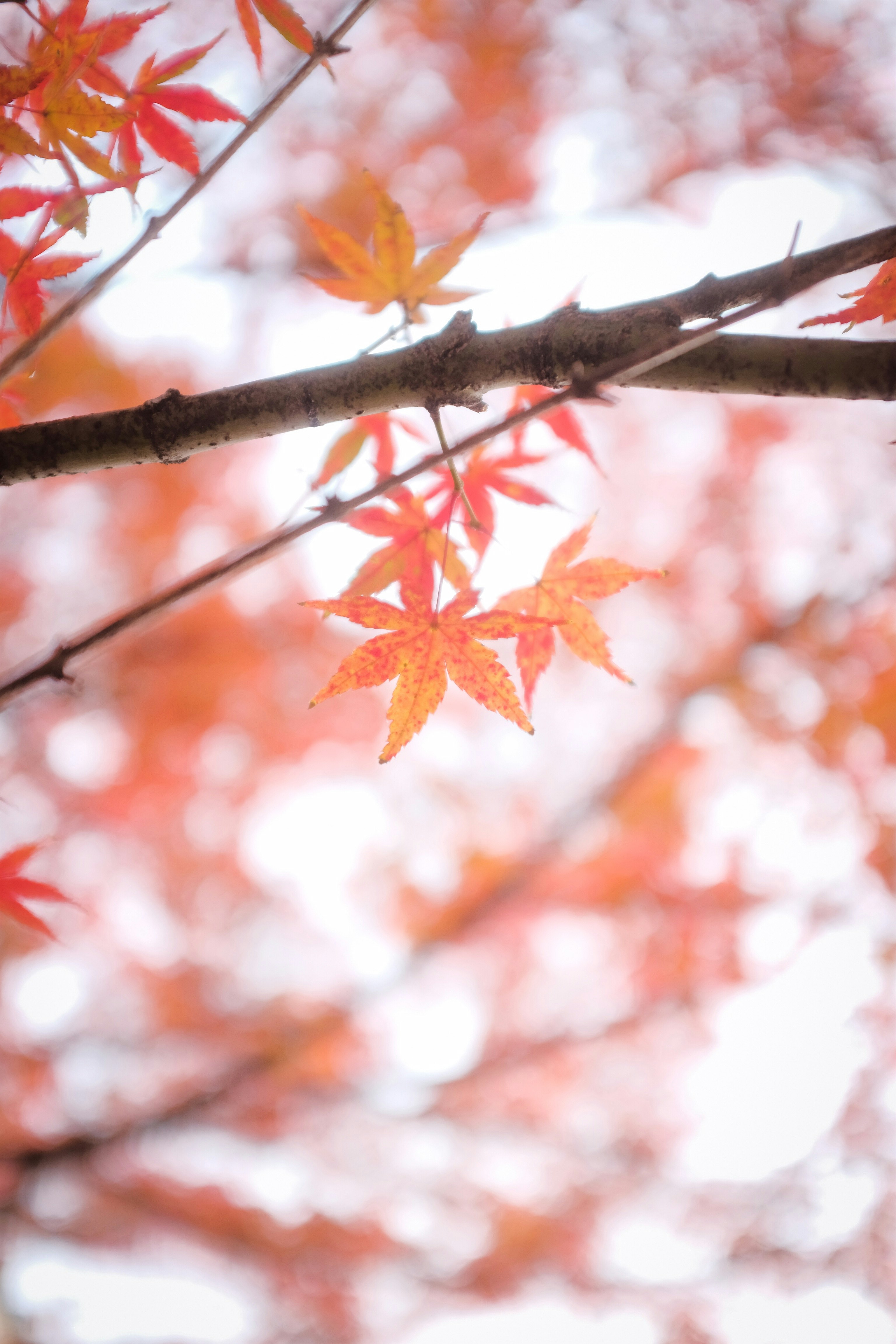 orange maple leaves in tilt shift lens